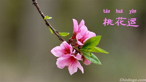 桃花運 英文|Chinese slang term: 桃花运